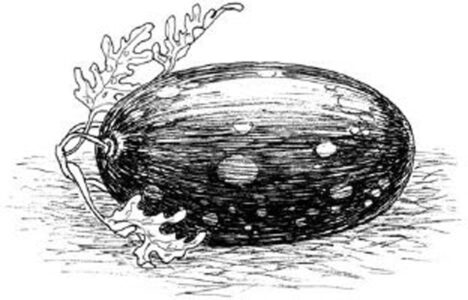 black and white illustration of a moon stars watermelon